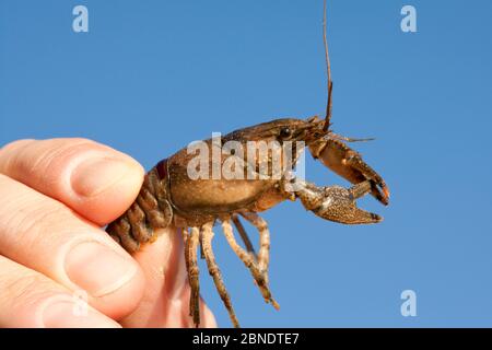 North American crayfish (Orconectes limosus) held in human hand, Lake Lugano, Ticino, Switzerland, October. Stock Photo