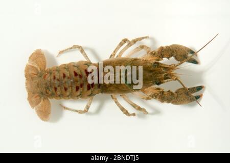 North American crayfish (Orconectes limosus) on white background, Lake Lugano, Ticino, Switzerland, December. Stock Photo