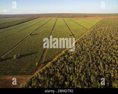 Aerial view of Sisal (Agave sisalana) plantation alongside spiny forest containing Octopus trees (Didiera madagascariensis) Berenty, Madagascar, Octob Stock Photo