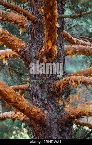 Scots pine (Pinus sylvestris) close up of trunk and branches with peeling bark, Sierra de Gredos, Avila, Castile and Leon, Spain, September 2015. Stock Photo