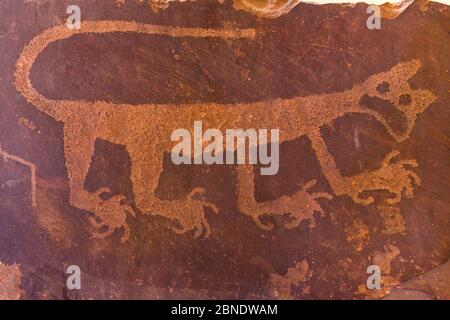 Cougar petroglyph exhibited in Painted Desert Inn, Petrified Forest National Park, Arizona, USA, February 2015. Stock Photo