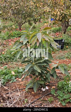 Image of an avocado tree sapling that is picking the flower in winter in a farm field Stock Photo