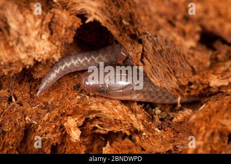 Eastern worm snake (Carphophis amoenus) in rotten log, Menantico Ponds Wildlife Management Area, New Jersey, USA, May. Stock Photo