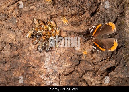 1526327 - - Honey bees (Apis melifera) bumblebees (Bombus) and Downy yellow jacket (Vespula flavopilosa) and  Red admiral butterfly (Vanessa atalanta) Stock Photo