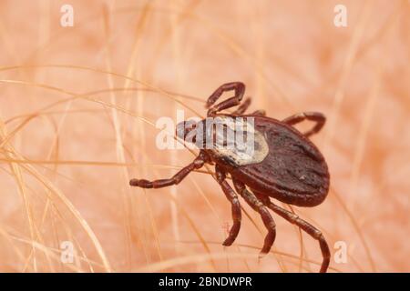 American dog tick (Dermacentor variabilis) adult female, PA, Morris Arboretum, Philadelphia, Pennsylvannia, USA, June. Stock Photo