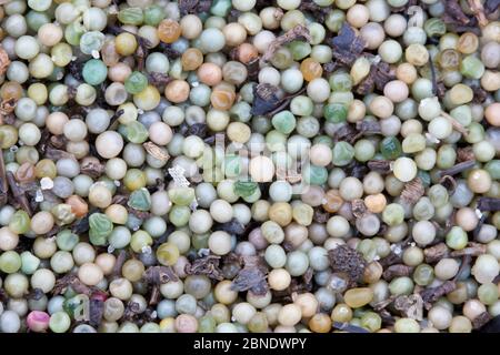 Horseshoe crab (Limulus polyphemus) eggs on beach, Delaware Bay, New Jersey, USA, June. Stock Photo