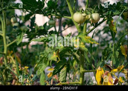 red tomato damaged by disease and pests of fall leaves and fruits of tomato Stock Photo