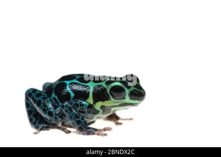 Mimic poison frog (Ranitomeya imitator) captive, occurs in Peru. Stock Photo