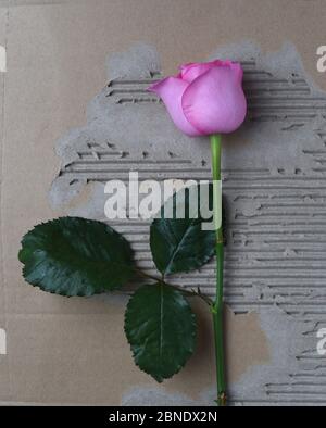 A vertical image of a single pink rose bud flower with three green leaves on a background of distressed and torn brown cardboard. Stock Photo
