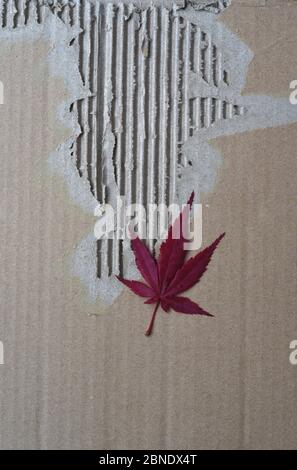 A vertical image of a red Japanese maple leaf on a background of distressed and torn brown cardboard. Stock Photo