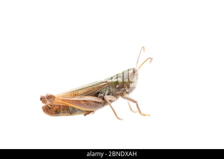 Black-spotted grasshopper (Stenobothrus nigromaculatus) male, Germany, September,  Meetyourneighbours.net project Stock Photo