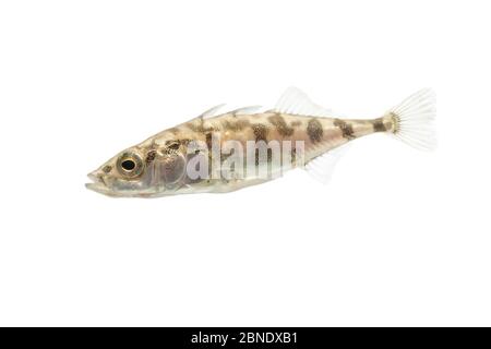 Three-spined stickleback (Gasterosteus aculeatus) adult with 'leiurus form'. The Netherlands, October, Meetyourneighbours.net project Stock Photo