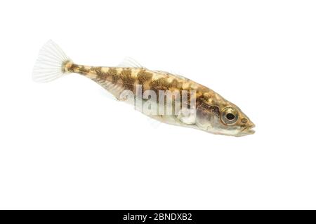 Three-spined stickleback (Gasterosteus aculeatus) adult with 'leiurus form'. The Netherlands, October, Meetyourneighbours.net project Stock Photo