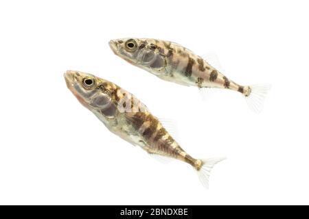 Three-spined stickleback (Gasterosteus aculeatus) two adults with 'leiurus form'. The Netherlands, October, Meetyourneighbours.net project Stock Photo