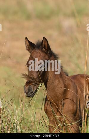 Portrait of a wild Pantaneiro four-month old colt, Pantanal, Mato Grosso do Sul, Brazil. Stock Photo