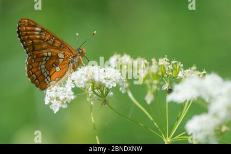 Scarce fritillary butterfly (Euphydryas maturna) male feeding, Jyvaskyla, Finland, July. Stock Photo