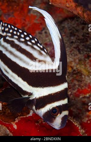 Spotted drum fish or spotted ribbonfish (Equetus punctatus), Virgin ...