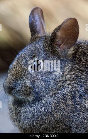 Volcano rabbit (Romerolagus diazi) Mexico City, September. Captive, critically endangered species. Stock Photo