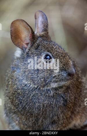 Volcano rabbit (Romerolagus diazi) Mexico City, September. Captive, critically endangered species. Stock Photo