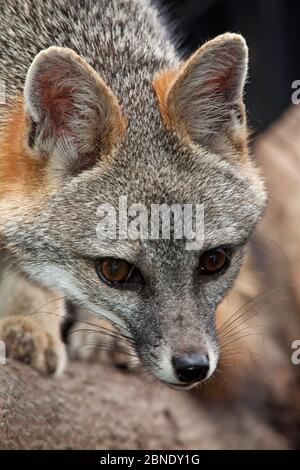 Grey fox (Urocyon cinereoargenteus) captive, Mexico City, September. Stock Photo