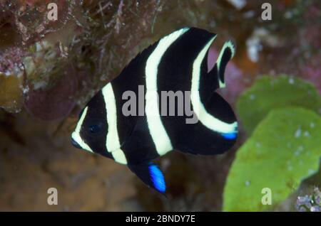 French angelfish (Pomacanthus paru) juvenile, Cozumel Reefs National Park, Cozumel Island, Caribbean Sea, Mexico, January Stock Photo