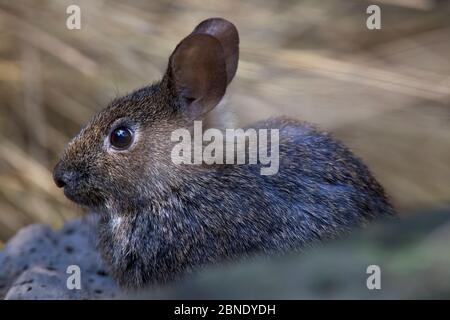 Volcano rabbit (Romerolagus diazi) captive endemic to Mexico. Critically endangered species. Stock Photo