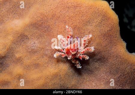 Cryptic teardrop crab (Pelia mutica) Banco Chinchorro Biosphere Reserve, Caribbean Sea, Mexico, May Stock Photo