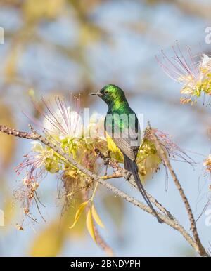 Pygmy sunbird (Hedydipna platura) adult male on flower, The Gambia,  West Africa. Stock Photo