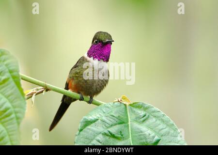 Purple-throated woodstar hummingbird (Calliphlox mitchellii) hummingbird adult maleTandayapa, Ecuador. Stock Photo