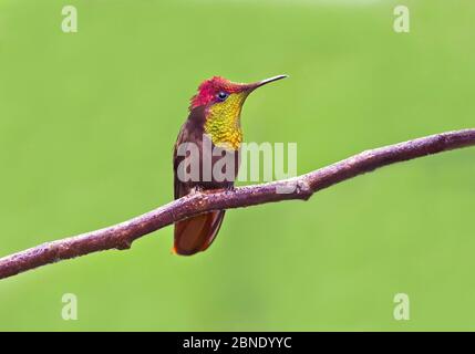 Ruby topaz hummingbird (Chrysolampis mosquitus) hummingbird adult male perched in rain, Adventure Farm, Tobago Stock Photo