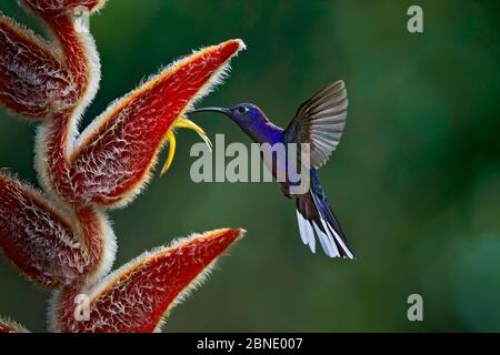 Violet sabrewing hummingbird (Campylopterus hemileucurus) hummingbird adult male feeding from Heliconia sp. Juan Castro National Park, Costa Rica.
