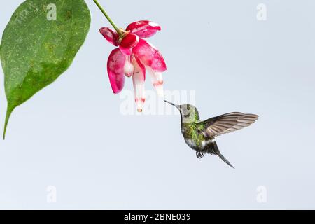 Green thorntail hummingbird (Discosura conversii) hummingbird feeding at flower, Milpe,  Ecuador Stock Photo
