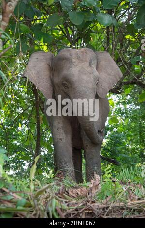 Bornean pygmy elephant (Elephas maximus borneensis) Sabah, Borneo.