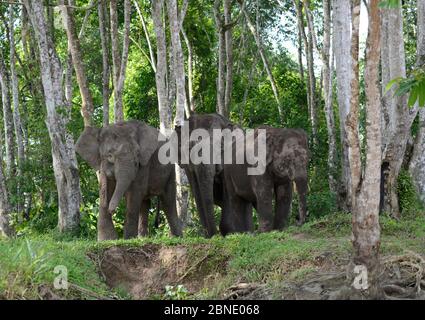 Bornean pygmy elephant (Elephas maximus borneensis) Sabah, Borneo.