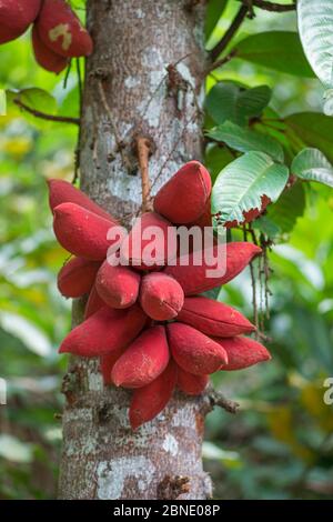 Kelumpang Sarawak tree (Sterculia megistophylla) close up of seeds, botanic garden, Sabah, Borneo. Stock Photo