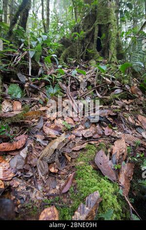 Bornean horned frog (Megophrys nasuta) camouflaged in leaf litter of primary rain forest. Sabah, Borneo. Stock Photo