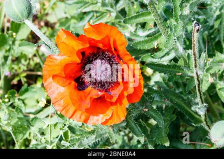 Close-up of a red poppy flower in a wild flower garden Stock Photo