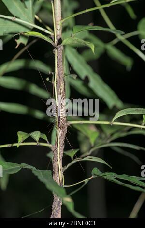 Long legged centipede (Scutigera sp) Sabah, Borneo. Stock Photo