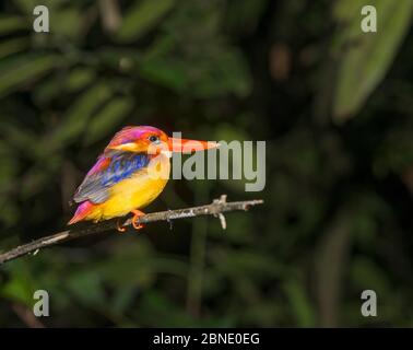 Oriental dwarf kingfisher (Ceyx erithaca) Kinbatangan River, Sabah, Borneo Stock Photo