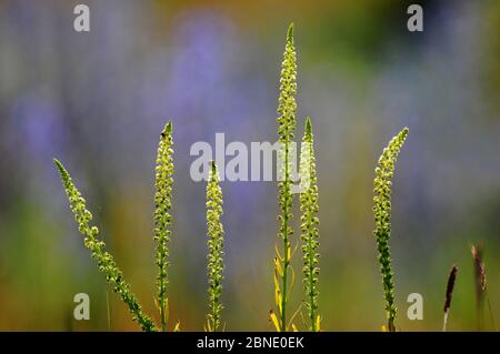 Weld flower (Reseda luteola) spikes. Portland, Dorset, UK June. Stock Photo