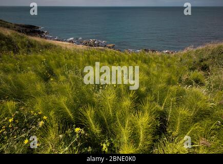 Common Horsetail (Equisetum arvense) growing on the Llyn Peninsular coast, near Nefyn, North Wales