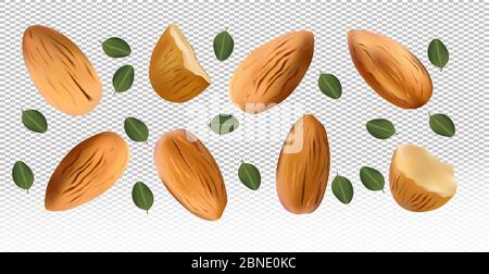 Almonds nuts with green leaf on transparent background. Almond flying from different angles. 3D realistic nuts rich in vitamins. Natural product. Vector illustration. Stock Vector