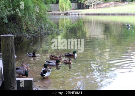 Five male and three female Mallard ducks preening and swimming in a large pond with trees overhanging the edge of the pond Stock Photo