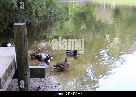 Four male and two female Mallard ducks preening, wading and swimming in a large pond with trees overhanging the edge of the pond Stock Photo