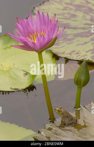 Young American bullfrog (Lithobates catesbeianus) sitting on Water lily (Nymphaea sp) pad by flower, Washington DC, USA, July. Stock Photo