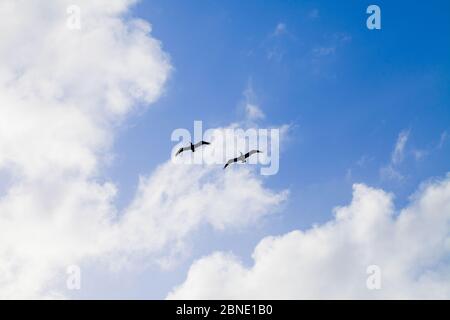 Silhouettes of two pelicans flying in the blue sky Stock Photo