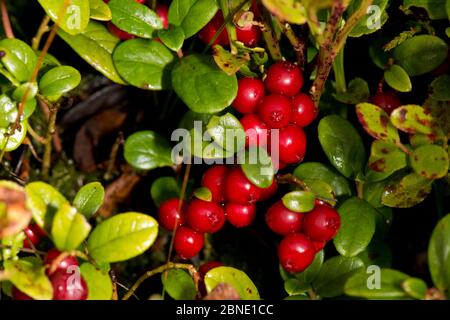Wild cranberry (Vaccinium oxycoccos), fruit, Stiperstones National Nature Reserve, Shropshire, England, UK, September. Stock Photo