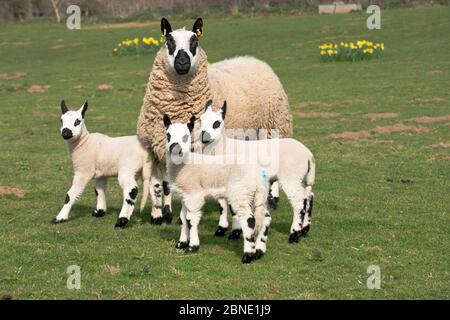 Kerry Hill sheep ewe with three lambs, Herefordshire, England, UK. April 2015, Stock Photo