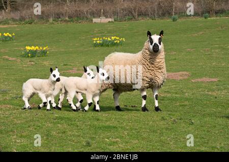 Kerry Hill  sheep ewe with lambs and daffodils, Herefordshire, England, UK. April 2015, Stock Photo