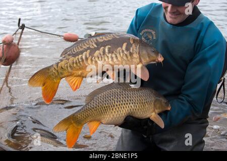Common carp (Cyprinus carpio)  wild type and Mirror carp mutation held side by side for comparison during fish survey of pools, Herefordshire, England Stock Photo